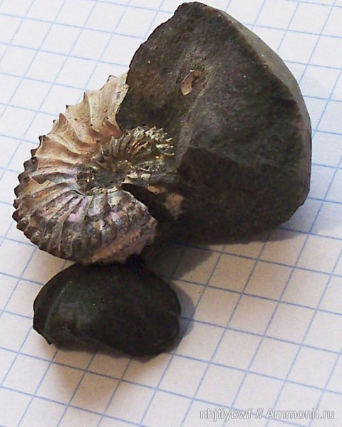 аммониты, юра, Москворечье, Amoeboceras, верхний оксфорд, Ammonites, Oxfordian, Upper Oxfordian, Jurassic