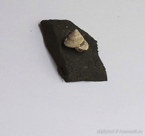 гастроподы, юра, Москворечье, Bathrotomaria