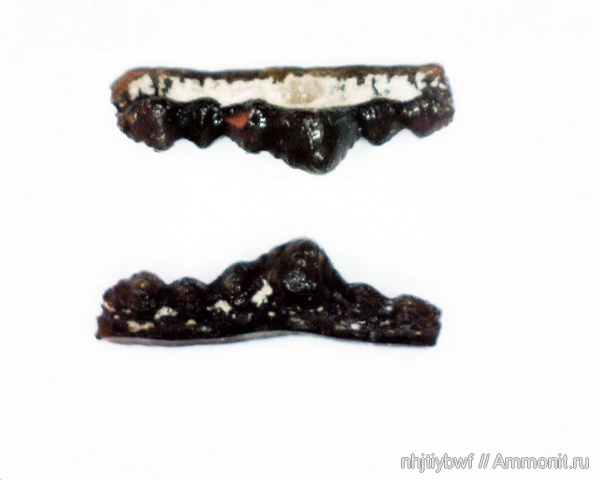 рыбы, зубы, нижний карбон, Chondrichthyes, Orodus, стешевский горизонт, зубы рыб, Заборье, fish, teeth