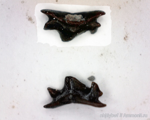 рыбы, нижний карбон, Chondrichthyes, стешевский горизонт, Elasmobranchii, зубы рыб, Заборье, Neoselachii, Anachronistidae