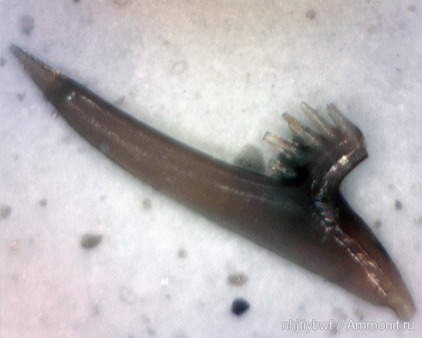 карбон, нижний карбон, стешевский горизонт, конодонты, Заборье