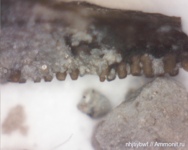 карбон, рыбы, нижний карбон, стешевский горизонт, зубы рыб, Заборье, fish