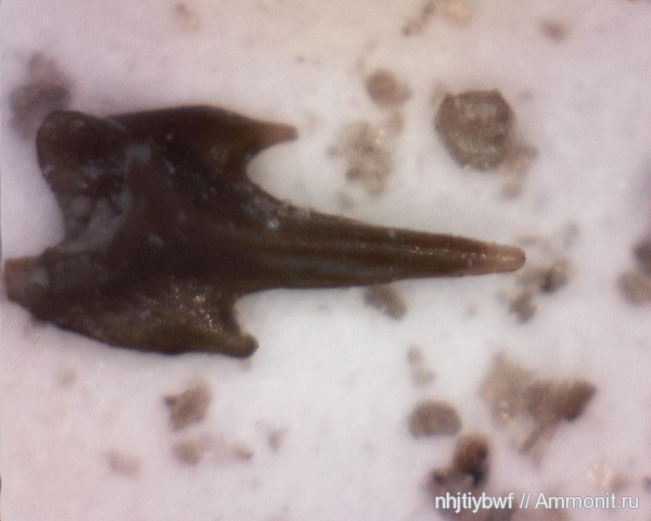 рыбы, нижний карбон, Chondrichthyes, стешевский горизонт, Заборье, чешуя рыб