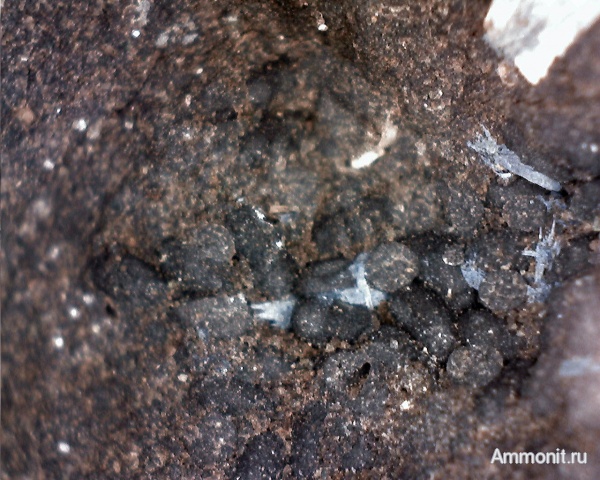 юра, мезозой, копролиты, Фекальные пеллеты