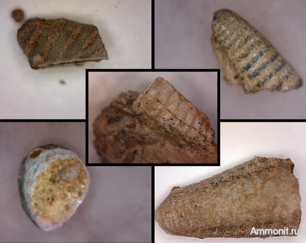 карбон, ракообразные, Заборье