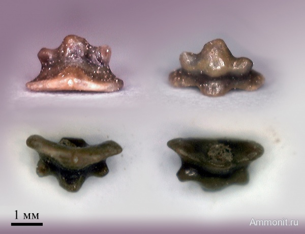 рыбы, нижний карбон, Chondrichthyes, стешевский горизонт, Elasmobranchii, зубы рыб, Заборье, Neoselachii, Anachronistidae