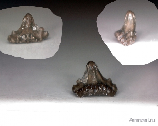 рыбы, нижний карбон, Chondrichthyes, стешевский горизонт, Elasmobranchii, Euselachii, зубы рыб, Заборье, fish, teeth