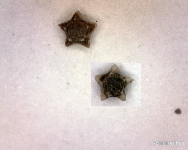 морские лилии, юра, Pentacrinus, Крым