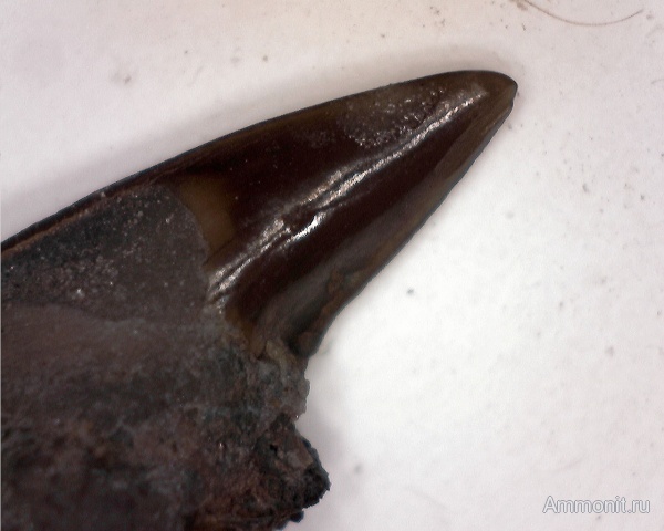 юра, оксфорд, рыбы, Крым, верхняя юра, Судак