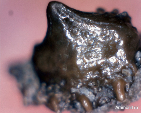 рыбы, нижний карбон, Chondrichthyes, стешевский горизонт, Заборье, чешуя рыб, fish