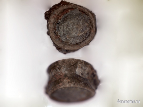 рыбы, кистеперые рыбы, нижний карбон, позвонки, стешевский горизонт, целаканты, Заборье, Coelacanthiformes