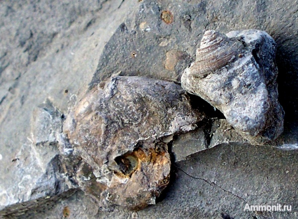 аммониты, гастроподы, юра, Bathrotomaria, Крым