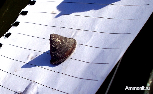 гастроподы, юра, Крым