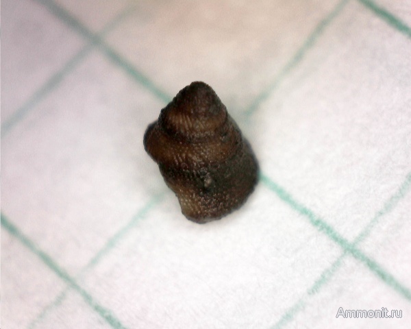 гастроподы, юра, мезозой, Крым