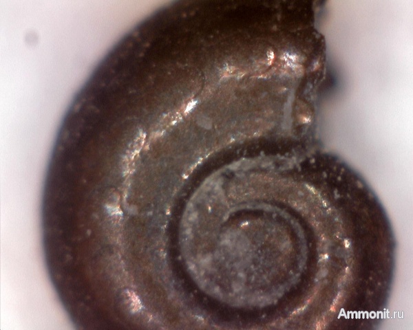 аммониты, юра, оксфорд, мезозой, Крым