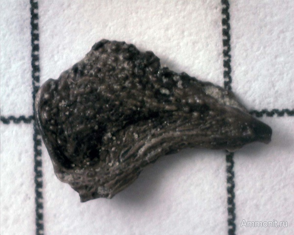 рыбы, кистеперые рыбы, нижний карбон, стешевский горизонт, целаканты, Заборье, Coelacanthiformes, fish