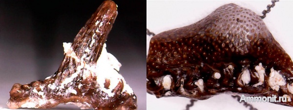 карбон, Glikmanius, нижний карбон, Chondrichthyes, стешевский горизонт, Helodus, зубы рыб, fish, teeth