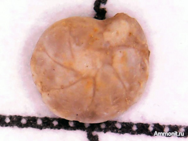 палеоген, фораминиферы