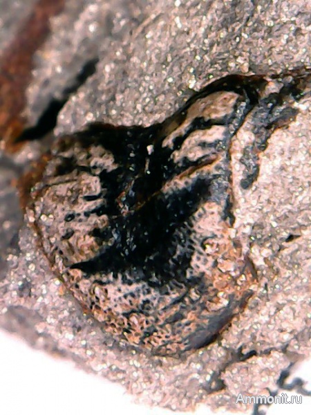 рыбы, нижний карбон, Chondrichthyes, стешевский горизонт, Platyxystrodus, зубы рыб, Заборье, Chondrenchelyiformes, fish, teeth