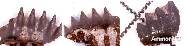 рыбы, нижний карбон, Chondrichthyes, стешевский горизонт, Pristodus, зубы рыб, Заборье, fish, teeth