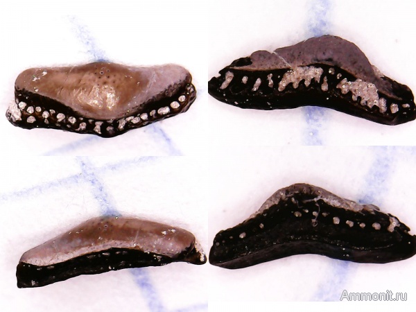 рыбы, нижний карбон, Chondrichthyes, стешевский горизонт, Helodus, Holocephali, зубы рыб, Заборье, fish, teeth