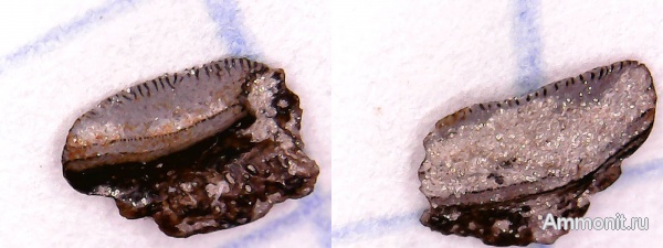 рыбы, нижний карбон, Chondrichthyes, стешевский горизонт, Petalodontiformes, Petalodus, зубы рыб, Заборье