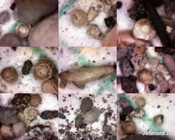 фораминиферы