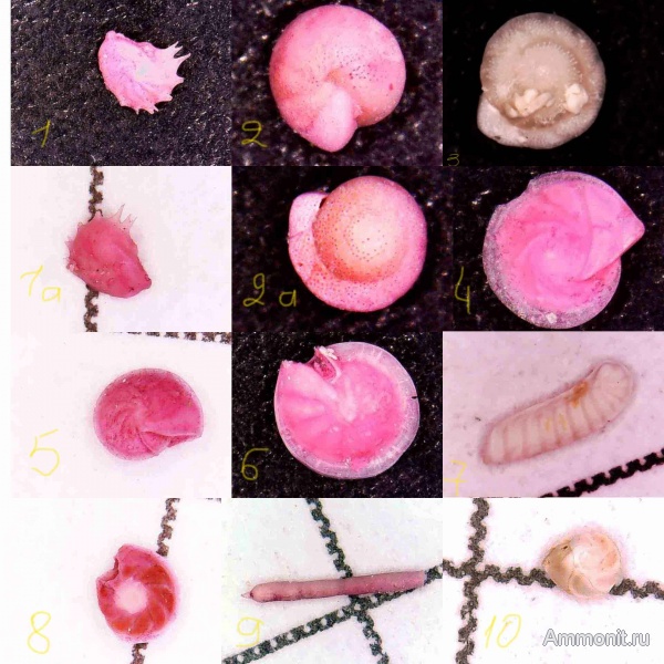 эоцен, фораминиферы, Foraminifera, Волгоград