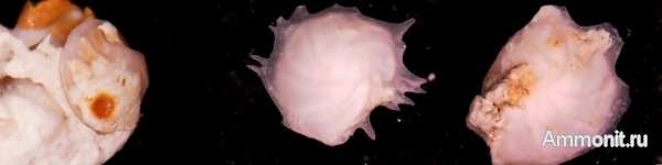 эоцен, фораминиферы, Волгоград