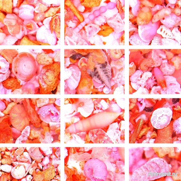 эоцен, одноклеточные, фораминиферы, Foraminifera, Волгоград