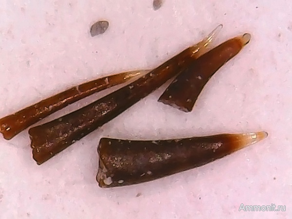 рыбы, нижний карбон, стешевский горизонт, Palaeonisciformes, зубы рыб, Palaeonisci, Заборье, палеониски