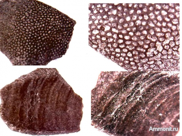 юра, оксфорд, мезозой, Крым, аптихи, Laevaptychus