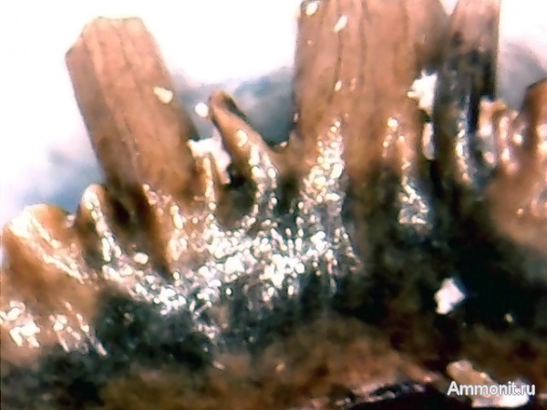 рыбы, нижний карбон, Chondrichthyes, стешевский горизонт, Ctenacanthiformes, Elasmobranchii, зубы рыб, Заборье, fish, teeth