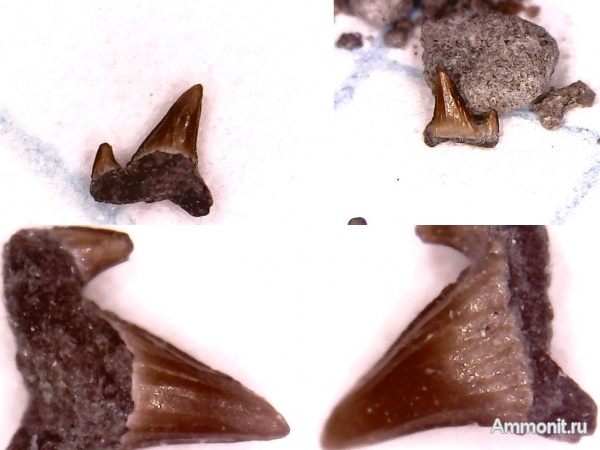 юра, мезозой, Крым, зубы рыб