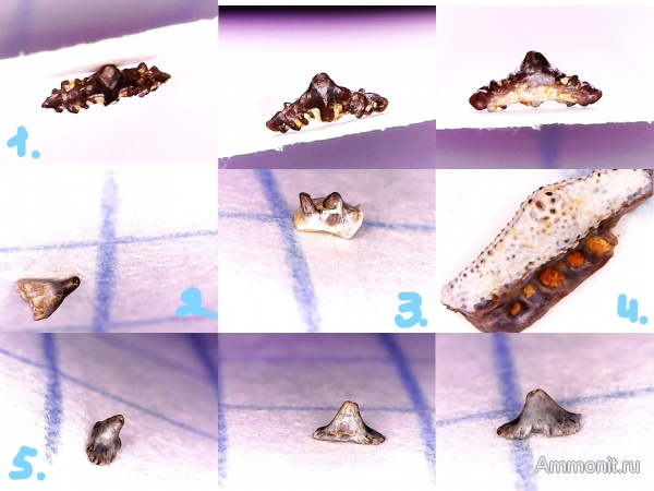 Гжель, гжельский ярус, верхний карбон, зубы рыб