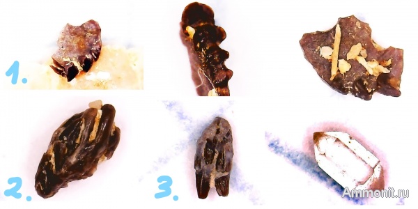 Гжель, гжельский ярус, верхний карбон, зубы рыб