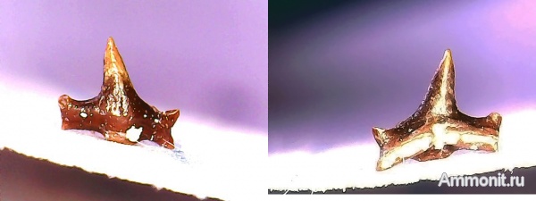 рыбы, нижний карбон, Chondrichthyes, Elasmobranchii, зубы рыб, Заборье, Neoselachii, Anachronistidae, fish, teeth