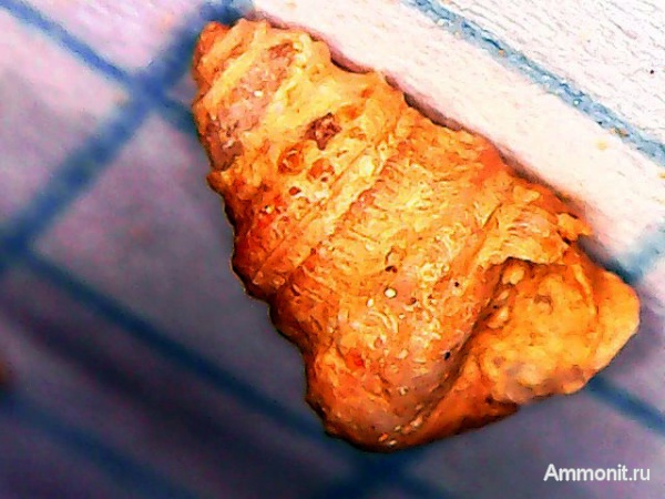 гастроподы, Гжель