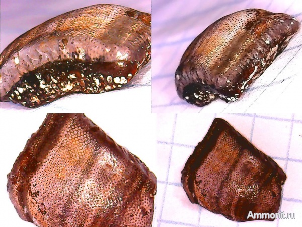 рыбы, нижний карбон, Chondrichthyes, Cochliodontiformes, Psephodus, зубы рыб, Заборье, fish, teeth