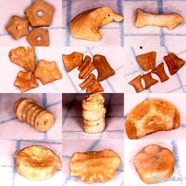 морские лилии, Гжель