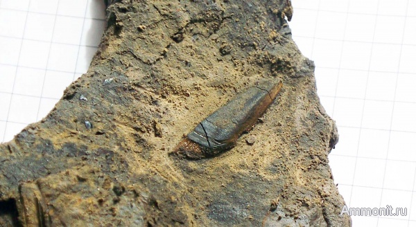 рыбы, нижний карбон, Chondrichthyes, стешевский горизонт, Platyxystrodus, зубы рыб, Заборье, Chondrenchelyiformes, fish, teeth