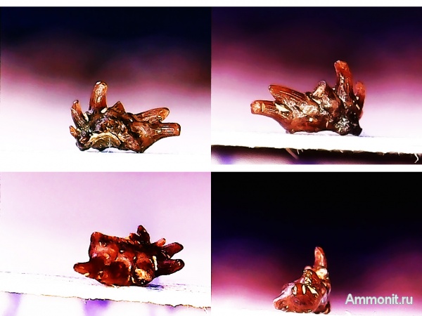 рыбы, нижний карбон, Chondrichthyes, стешевский горизонт, Symmoriiformes, Elasmobranchii, зубы рыб, Заборье, fish, teeth