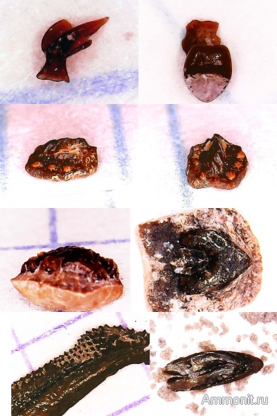 рыбы, нижний карбон, Chondrichthyes, стешевский горизонт, Заборье, чешуя рыб, fish, шипы рыб