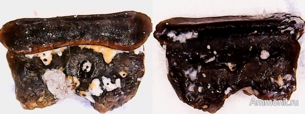 рыбы, нижний карбон, Chondrichthyes, стешевский горизонт, зубы рыб, Заборье, Diclitodus