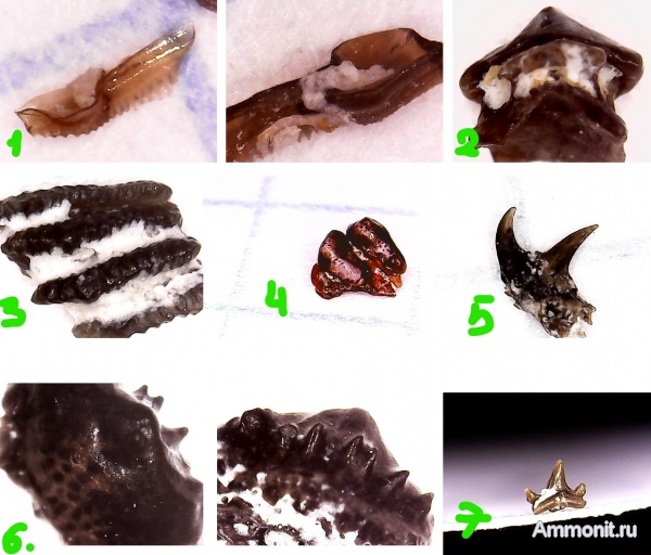 рыбы, нижний карбон, стешевский горизонт, Venustodus, чешуя, конодонты, зубы рыб, Заборье, Anachronistidae