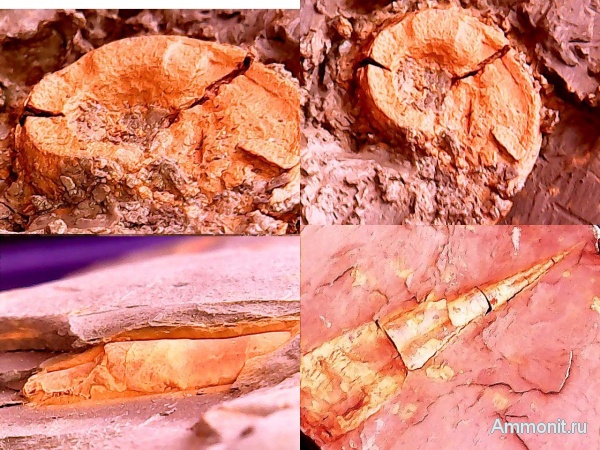 карбон, наутилоидеи, головоногие моллюски