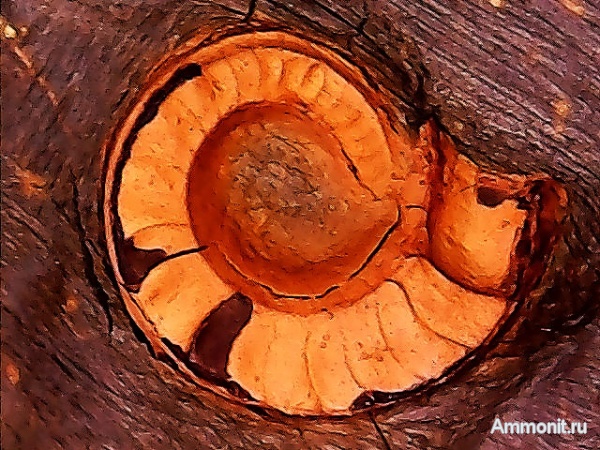 карбон, наутилоидеи, нижний карбон, Catastroboceras