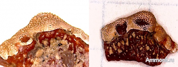 карбон, рыбы, нижний карбон, зубы рыб, Campodus