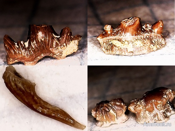 карбон, рыбы, нижний карбон, чешуя, зубы рыб