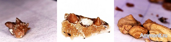 гастроподы, карбон, нижний карбон, зубы рыб